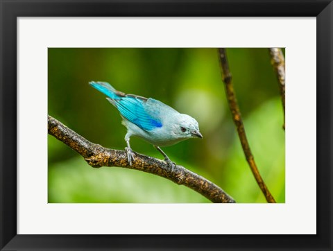 Framed Costa Rica, Sarapique River Valley Blue-Grey Tanager On Limb Print