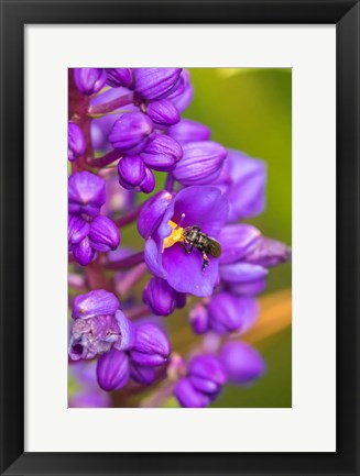 Framed Costa Rica, Arenal Insect On Blossom Print