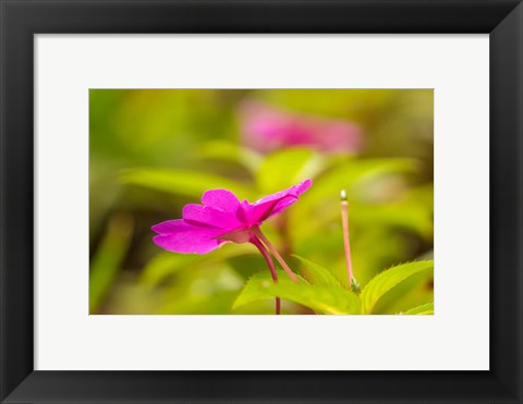 Framed Costa Rica, Monteverde Cloud Forest Reserve Pink Flower Close-Up Print