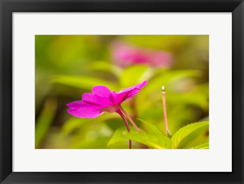 Framed Costa Rica, Monteverde Cloud Forest Reserve Pink Flower Close-Up Print