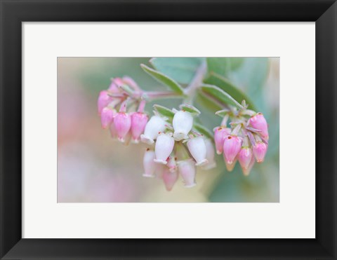 Framed Manzanita Flowers, Genus Arctostaphylos, Mount Diablo State Park Print