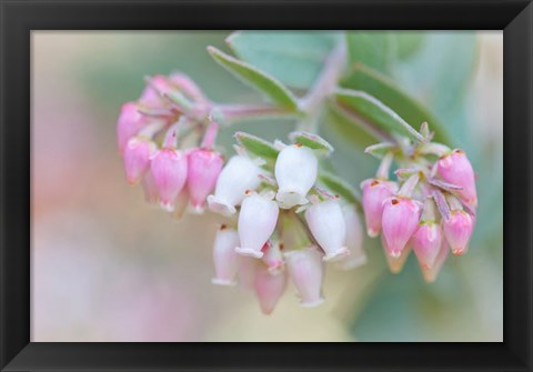 Framed Manzanita Flowers, Genus Arctostaphylos, Mount Diablo State Park Print