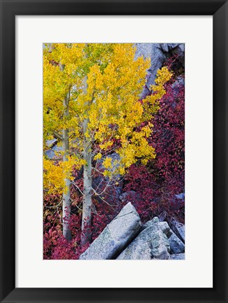 Framed California, Sierra Nevada Mountains Mountain Dogwood And Aspen Trees In Autumn Print