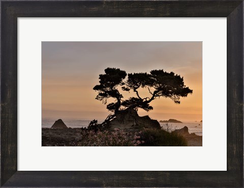 Framed Cypress Tree At Sunset Along The Northern California Coastline, Crescent City, California Print