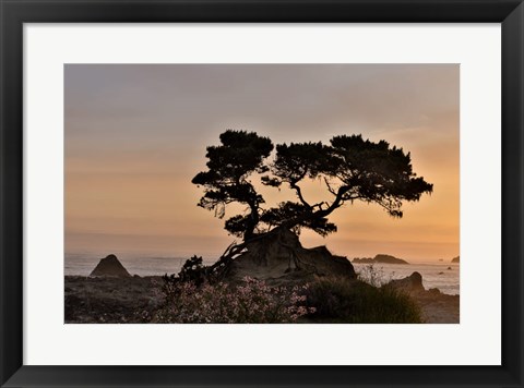 Framed Cypress Tree At Sunset Along The Northern California Coastline, Crescent City, California Print