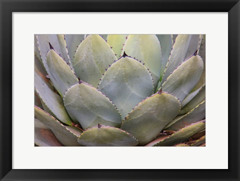 Framed Parry&#39;s Agave Or Mescal Agave Print