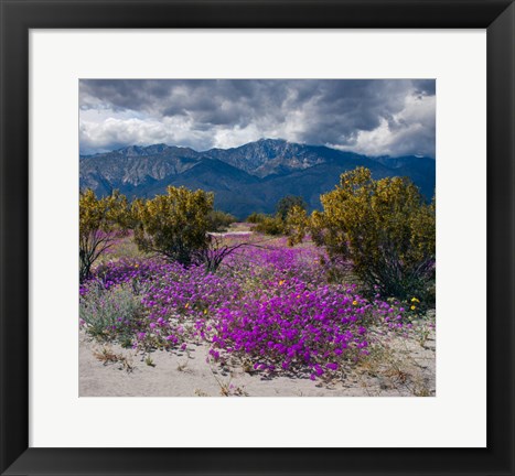 Framed Wildflowers In Spring, Coachella Valle Print