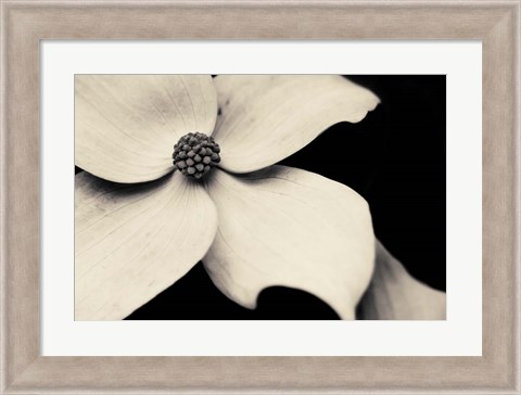 Framed Dogwood Flower Print