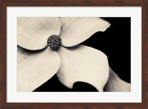 Framed Dogwood Flower Print