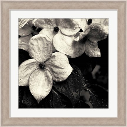 Framed Dogwood Flower No. 3 Print