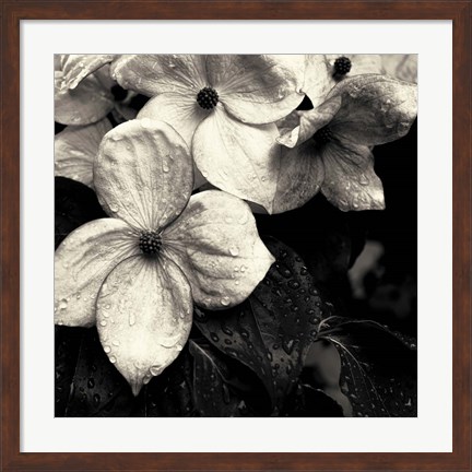 Framed Dogwood Flower No. 3 Print