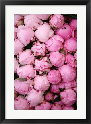 Framed Peony 3 Print