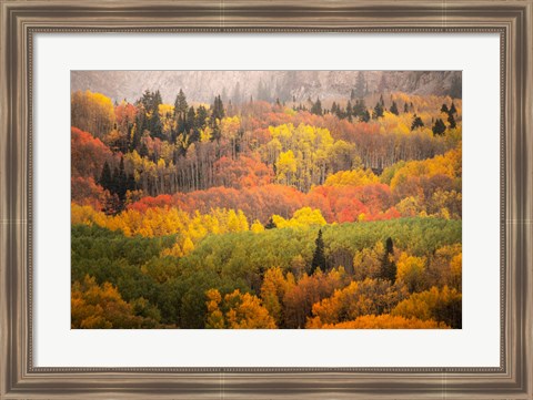 Framed Colorado, Gunnison National Forest, Forest In Autumn Colors Print