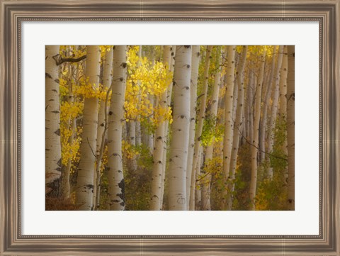 Framed Colorado, Gunnison National Forest, Aspen Trees Highlighted At Sunrise Print