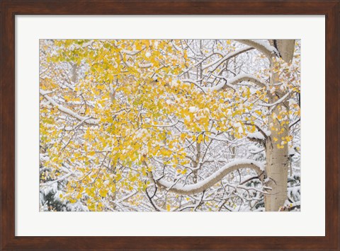 Framed Snow Coats Aspen Trees In Winter Print