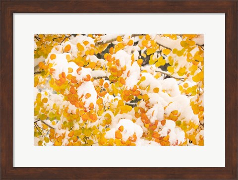 Framed White River National Forest, Snow Coats Aspen Trees In Winter Print