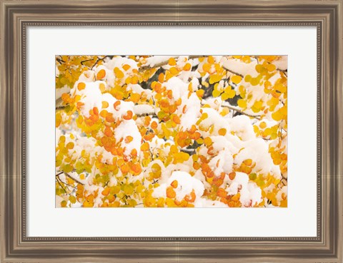 Framed White River National Forest, Snow Coats Aspen Trees In Winter Print