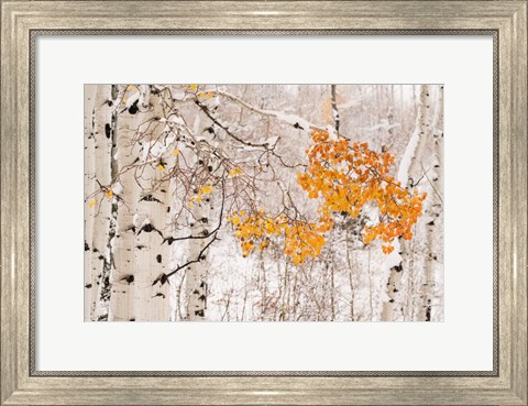 Framed Colorado, White River National Forest, Snow Coats Aspen Trees In Winter Print