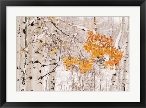 Framed Colorado, White River National Forest, Snow Coats Aspen Trees In Winter Print