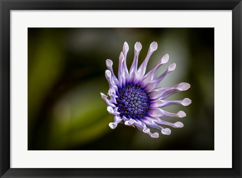 Framed Colorado, Fort Collins, African Daisy Close-Up Print