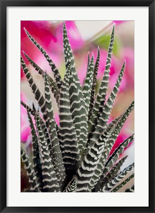 Framed Colorado, Fort Collins, Zebra Plant Succulent Print