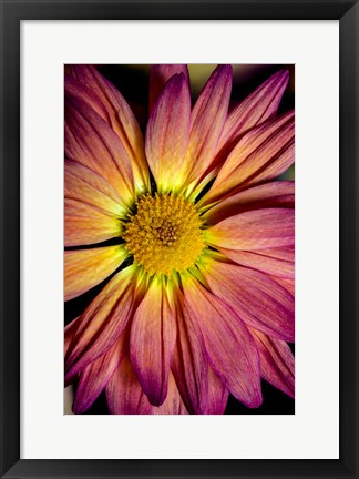 Framed Colorado, Fort Collins, Daisy Flower Close-Up Print