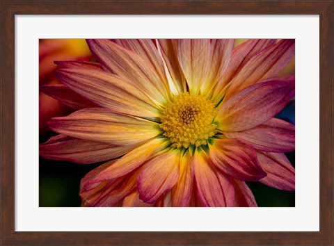 Framed Colorado, Fort Collins, Daisy Flower Close-Up 1 Print