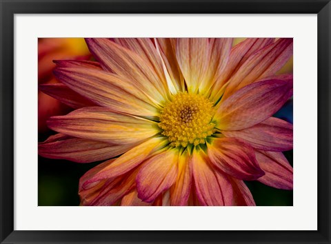 Framed Colorado, Fort Collins, Daisy Flower Close-Up 1 Print