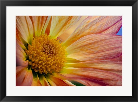 Framed Colorado, Fort Collins, Daisy Flower Close-Up 2 Print