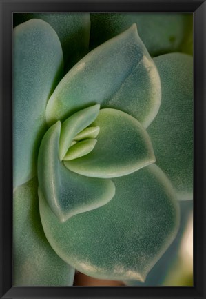 Framed Colorado, Fort Collins, Leatherpetal Succulent Close-Up Print