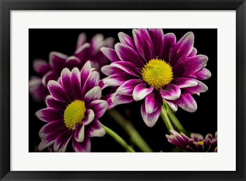 Framed Colorado, Fort Collins, Orinoco Daisies Close-Up Print