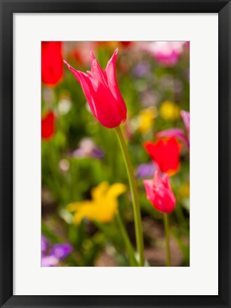 Framed Spring Flowers On Pearl Street, Colorado Print