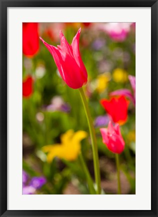 Framed Spring Flowers On Pearl Street, Colorado Print