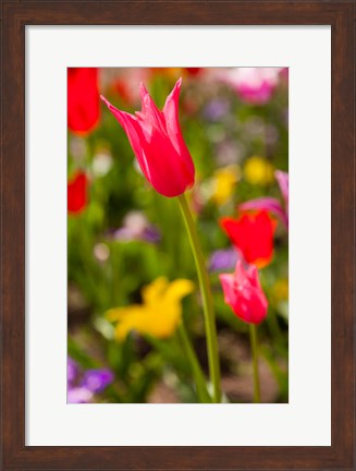 Framed Spring Flowers On Pearl Street, Colorado Print