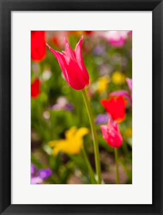 Framed Spring Flowers On Pearl Street, Colorado Print