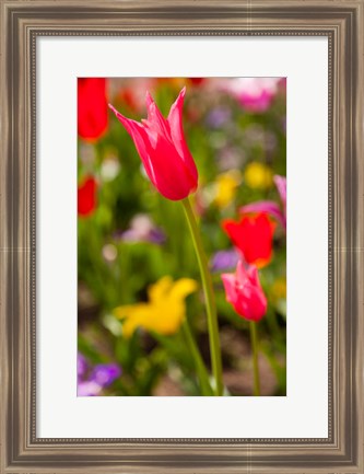 Framed Spring Flowers On Pearl Street, Colorado Print