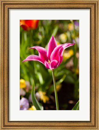 Framed Spring Flowers On Pearl Street, Boulder, Colorado Print