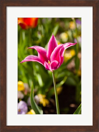 Framed Spring Flowers On Pearl Street, Boulder, Colorado Print