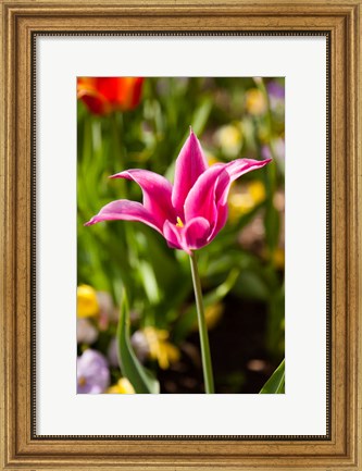 Framed Spring Flowers On Pearl Street, Boulder, Colorado Print