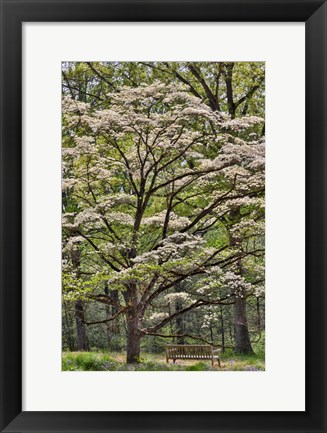 Framed Bench Under Blooming White Dogwood Amongst The Hardwood Tree, Hockessin, Delaware Print