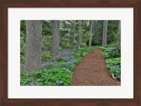 Framed Mt, Cuba Center, Hockessin, Delaware, Along The Woods Path Rimmed By Wildflowers Print