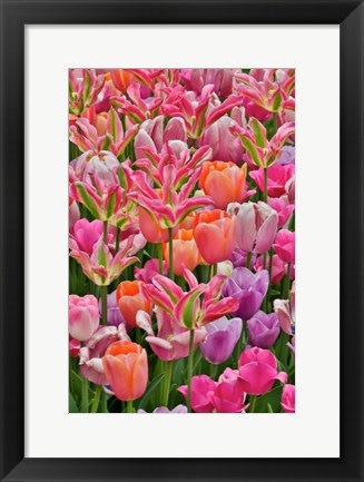 Framed Tulips In Planters, Formal Garden, Mt, Hockessin, Delaware Print