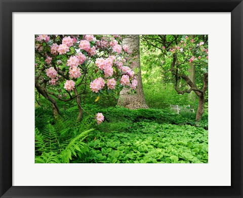 Framed Rhododendrons And Trees In A Park Setting Print