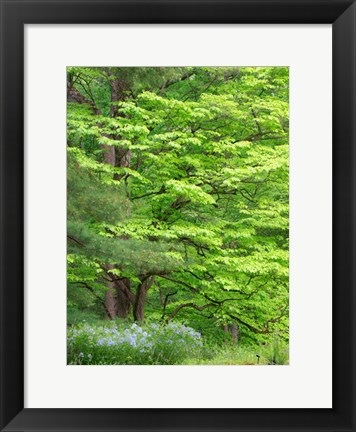 Framed Field Of Wildflowers And Native Trees Print