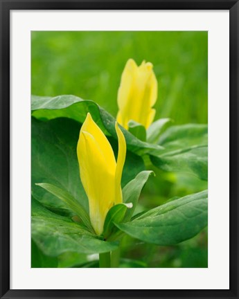 Framed Yellow Trillium, Trillium Erectum, Growing In A Wildflower Garden Print