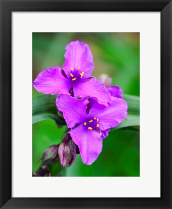 Framed Purple Virginia Spiderwort, Tradescantia Virginiana Growing In A Wildflower Garden Print