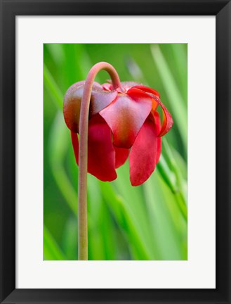 Framed Red Flower Of The Pitcher Plant (Sarracenia Rubra), A Carnivorous Plant Print