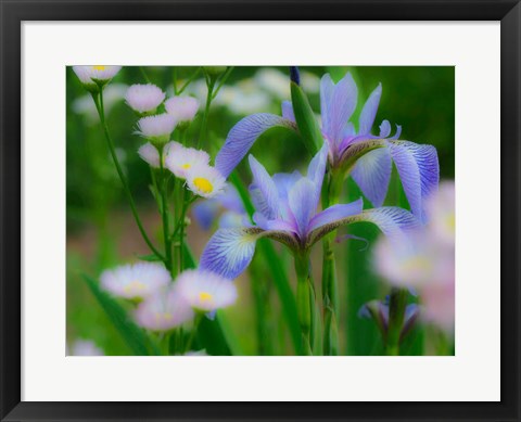 Framed Iris And Wildflowers Print