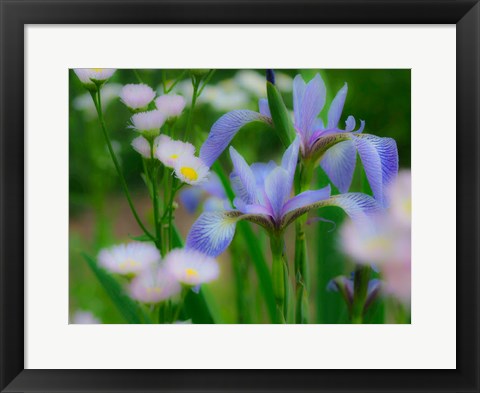 Framed Iris And Wildflowers Print