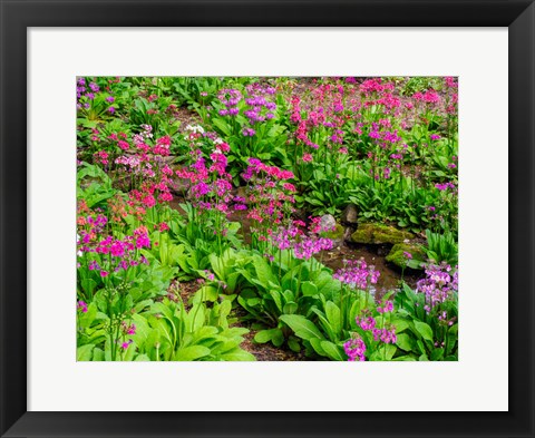 Framed Very Boggy Quarry Garden With Giant Candelabra Primroses Print